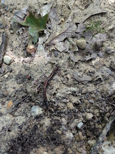 Eastern Red-backed Salamander