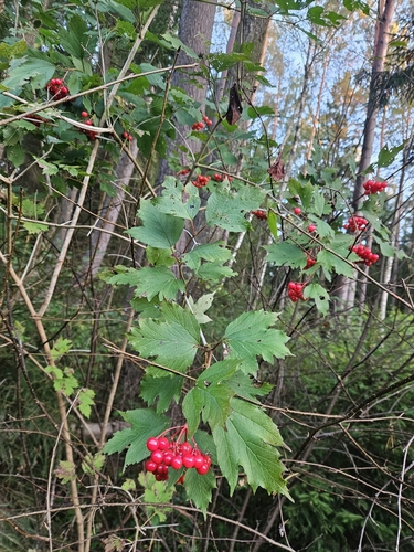 guelder-rose