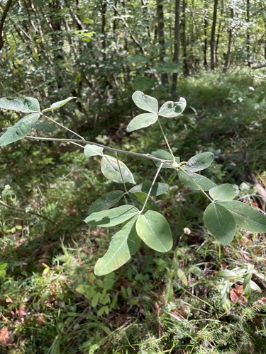Common Laburnum