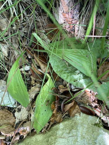 Hoary Plantain
