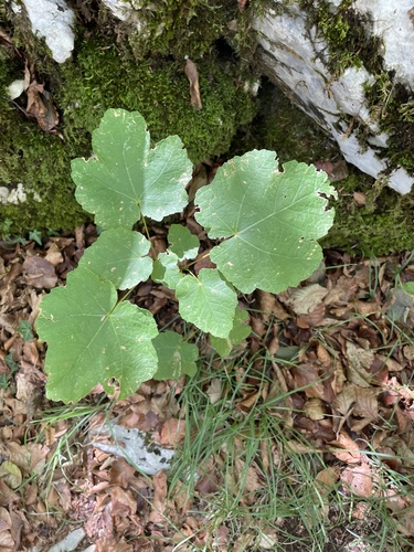 Acer opalus obtusatum
