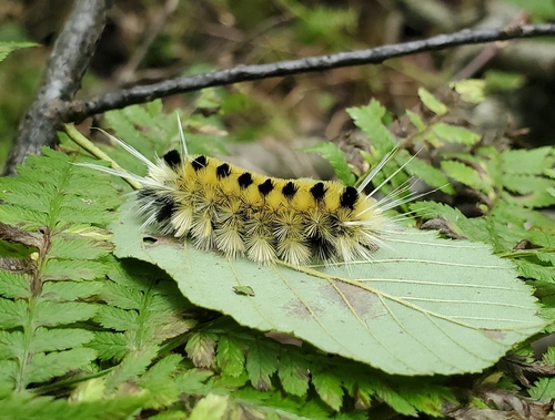 Spotted Tussock Moth