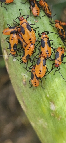 Large Milkweed Bug