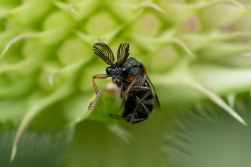 Ripiphorus fasciatus