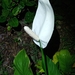 Peace Lily - Photo (c) 歐陽秀華, all rights reserved, uploaded by 歐陽秀華