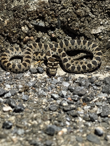 Horseshoe Whip Snake