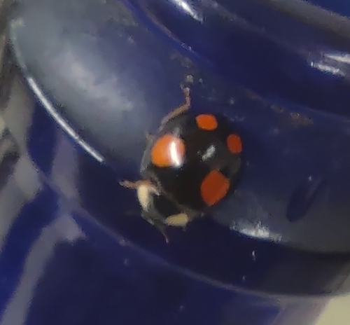 Asian Lady Beetle