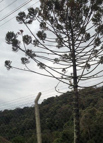 Paraná Araucaria