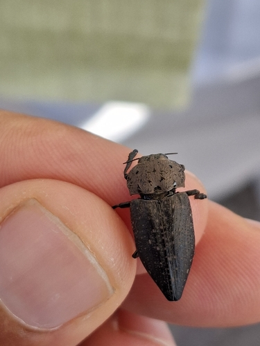 Capnodis tenebricosa