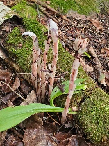 Ghost Pipe