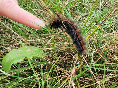 Fox Moth