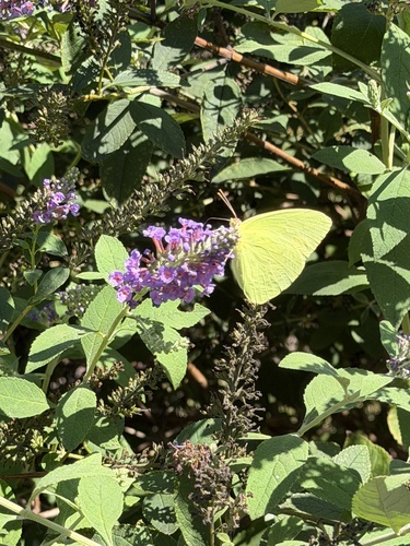 Cloudless Sulphur