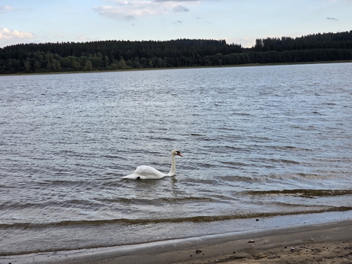 Mute Swan