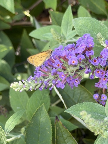 Fiery Skipper