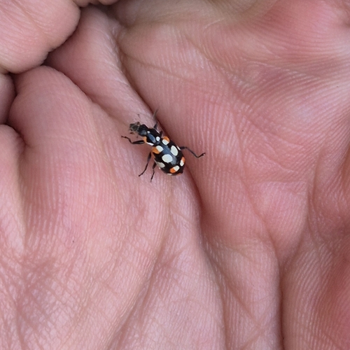 Eriopis connexa