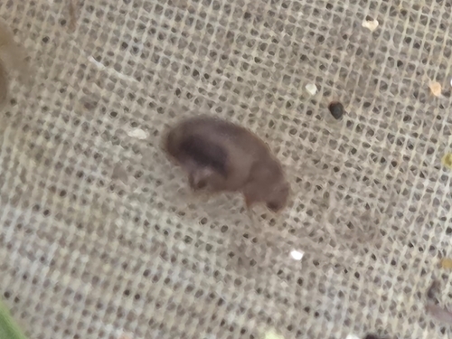 Round-keeled Rhyzobius