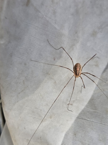 Canestrini's Harvestman