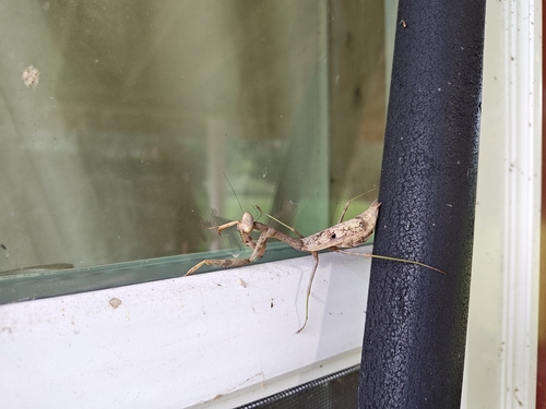 Carolina Mantis
