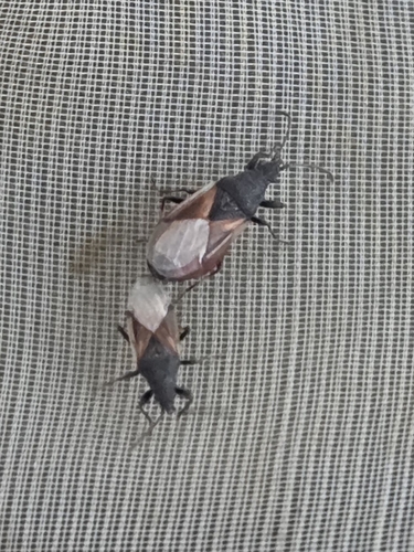 Lime seed bug