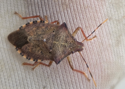 Dock Leaf Bug