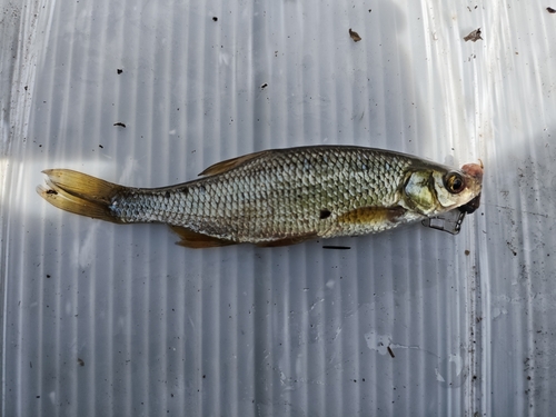Golden Shiner