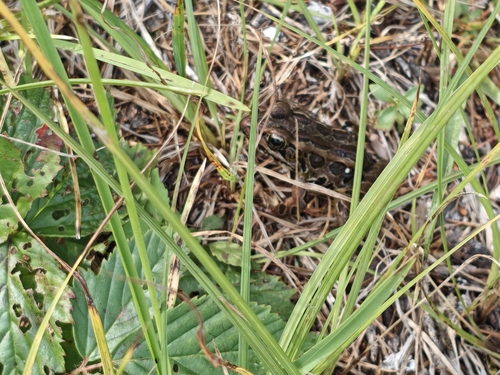 Pickerel Frog