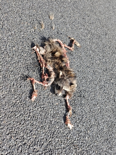 Common Raccoon