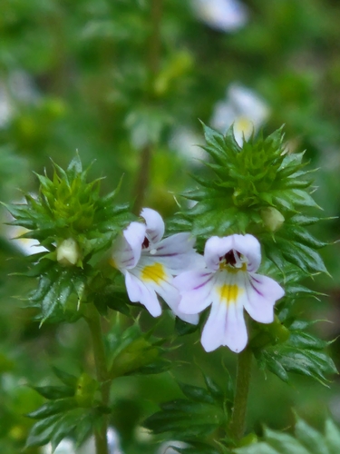 Common Eyebright