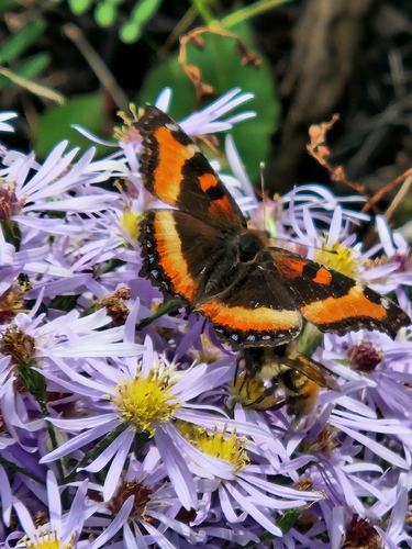 Milbert's Tortoiseshell