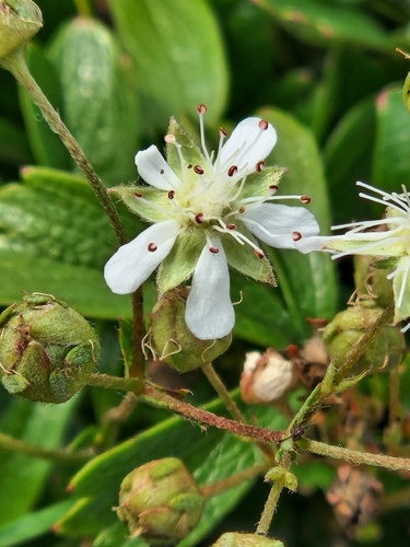 three-toothed cinquefoil
