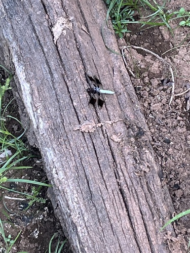 Common Whitetail