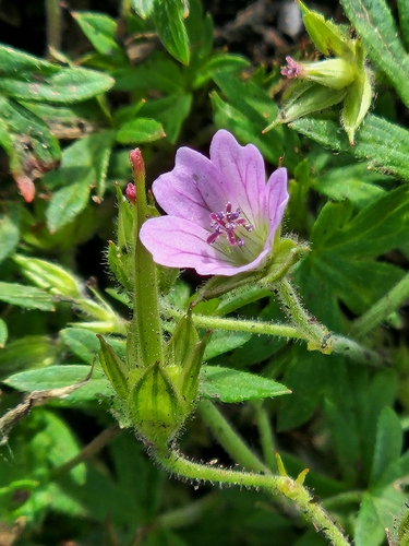 Northern Cranesbill