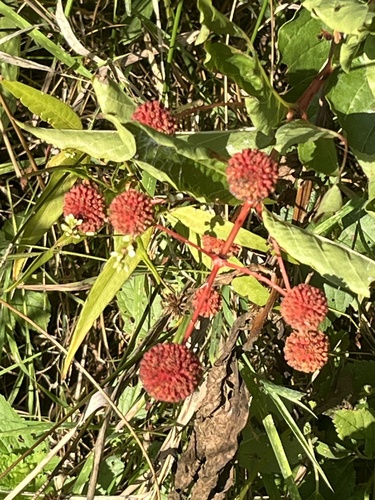 buttonbush