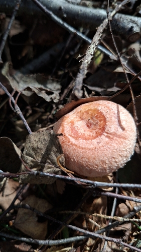 Woolly Milkcap