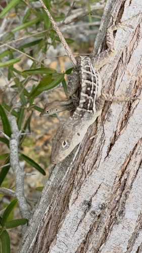 Stripefoot Anole
