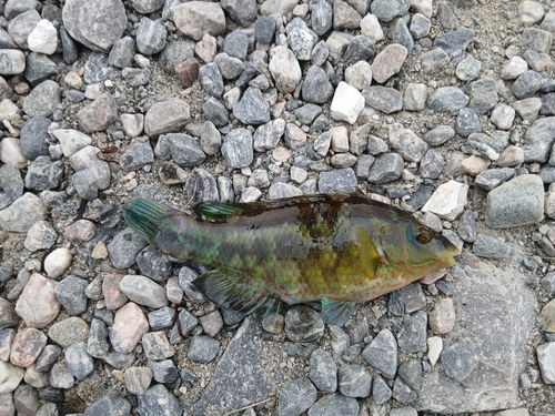 Corkwing Wrasse