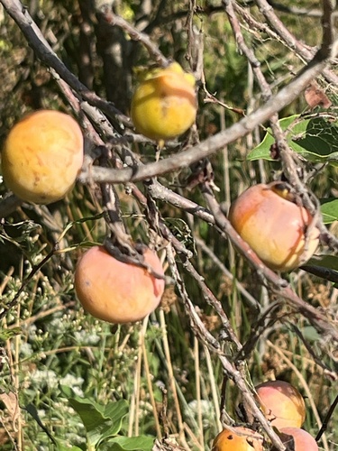 American persimmon