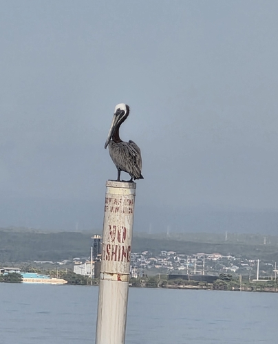 West Indian Brown Pelican