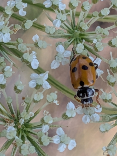 Variegated Lady Beetle