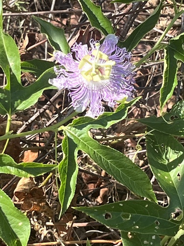 purple passionflower