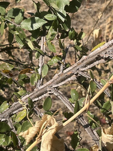 Winged Elm