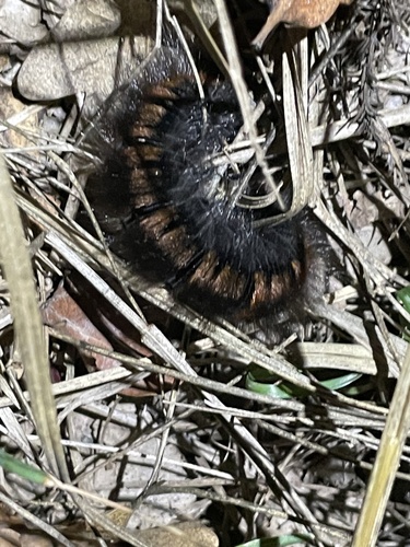 Fox Moth