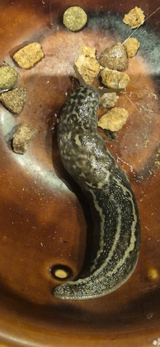 Leopard Slug