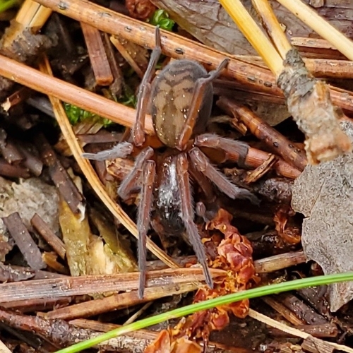 Bennett's Laceweaver