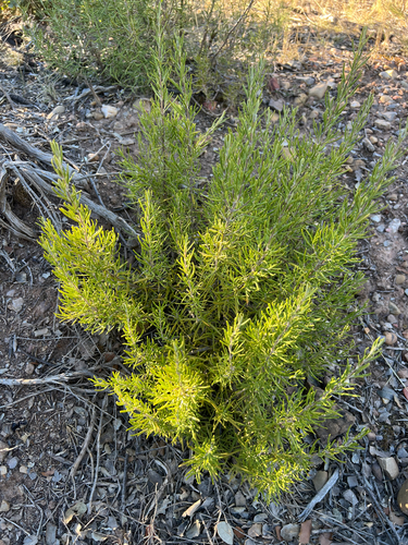 Rosemary