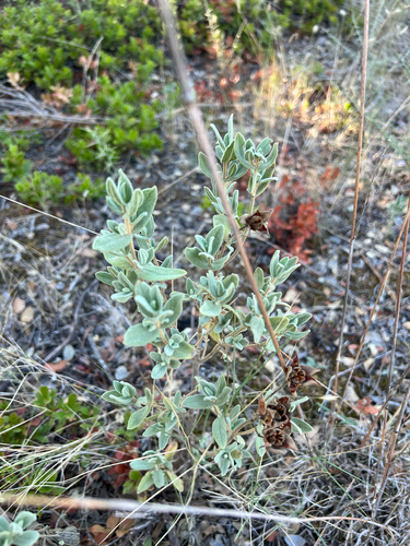 Grey-leaved Cistus