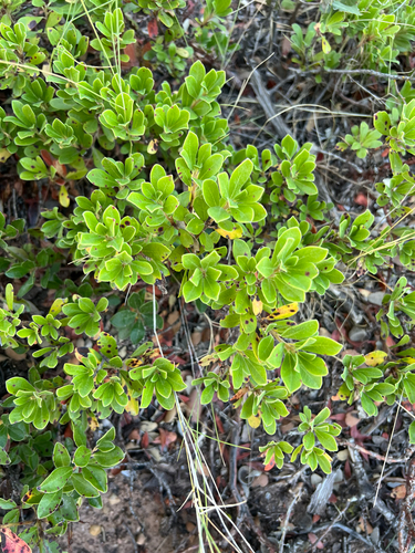 bearberry