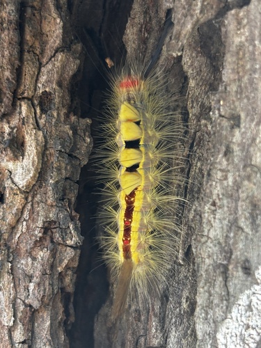 White-marked Tussock Moth