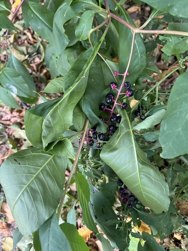 American pokeweed