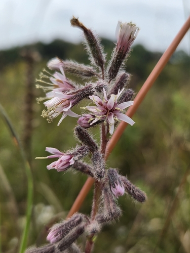 purple rattlesnake root